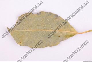 Photo Texture of Leaf 0093